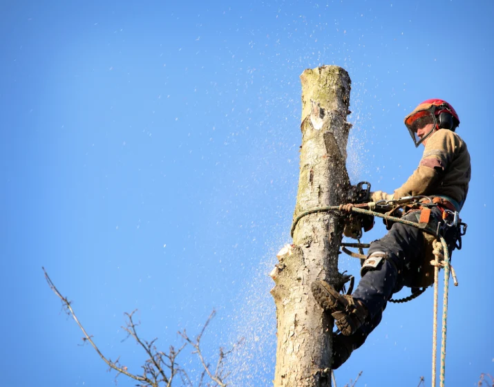 Tree surgeon cutting down tree in Dorset